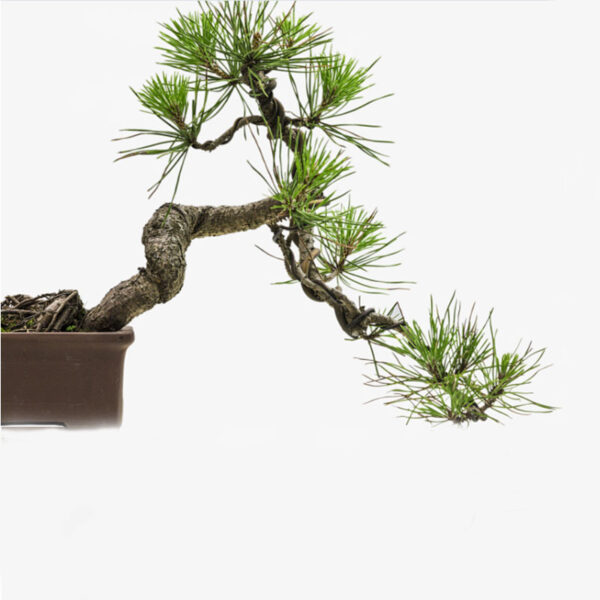Bonsai Wires - Image 3