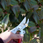 Pruning Shears JM-104